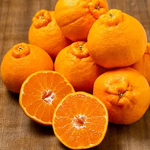 大将季(無加温)5kg